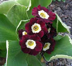 Heirloom (Heirloom scientific name) for planting in garden