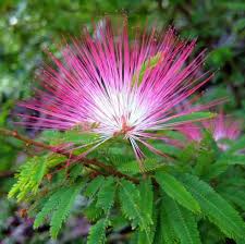 Pink Calliandra Eriophylla Plant Seeds for Planting - 100 seeds for planting in home garden