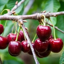 Lapins sweet cherry fruit seeds