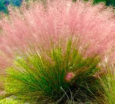 Pink Muhly Grass Seeds for Planting,All Year Growing Low Maintenance Plant Seeds- 100 pcs for planting in your garden.