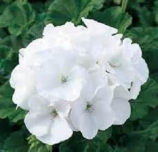 Heirloom Non-GMO White Geranium Flower Seeds for Planting – Elegant Blooms for Home Garden for planting in home garden