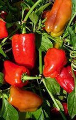Cajun Belle pepper Capsicum annuum seeds for planting in urban garden