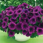 Purple Trailing Petunia Flower Seeds for Planting – Cascading, Fast-Growing, Hanging Basket Blooms for planting in your garden.