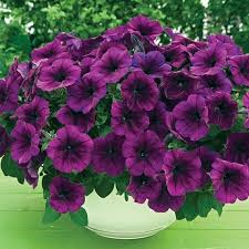 Purple Trailing Petunia Flower Seeds for Planting – Cascading, Fast-Growing, Hanging Basket Blooms for planting in your garden.