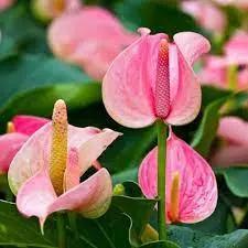 Heirloom Non-GMO Anthurium Andraeanum Flower Seeds for Planting – Baby Pink Exotic Blooms for planting in home garden