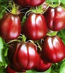 Burgundy Tomato Solanum lycopersicum seeds for garden planting