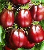 Burgundy Tomato Solanum lycopersicum seeds for garden planting