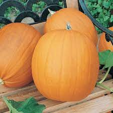 Tom Fox Almond Pumpkin Cucurbita pepo for planting in home garden