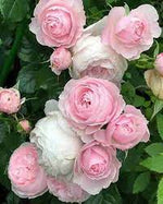 Light Pink Polyantha Rose Plant Seeds for Garden - Heirloom Non-GMO Seeds for Planting for planting in home garden