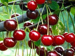 Morello sour cherry fruit seeds