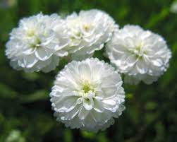 White Pellitory Flower Seeds for Planting, 100 seeds for planting in home garden