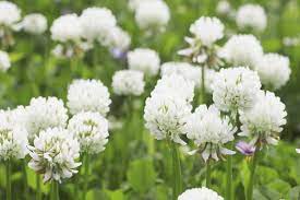 White (White scientific name) for planting in garden