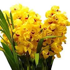 Yellow Orchid Formaldehyde Flower Planting Seeds for Garden NON GMO Seeds for planting in home garden