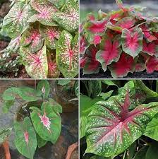Caladium Teal Mix Flower Seeds – Heirloom, Non-GMO Flower Seeds for Planting for planting in home garden