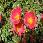 Rock (Rock scientific name) for planting in garden