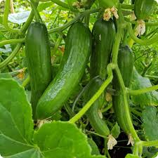 Cucumber Seeds - Tendergreen Burpless