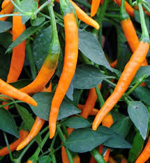 Hot Pepper Seeds - Cayenne Orange