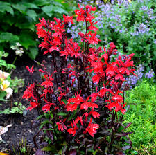 Lobelia Scarlet Bronze Leaf Seeds