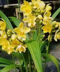 Yellow Orchid Formaldehyde Flower Planting Seeds for Garden NON GMO Seeds Dhara Seeds