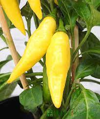 Light Yellow Chili Seeds for Planting