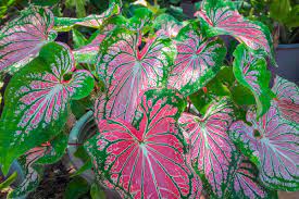 Purple Green Caladium Plant Seeds - Decorative Leaf Plant Seeds -Heirloom & Non-GMO Seeds for planting Dhara Seeds