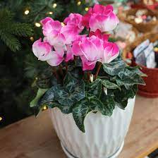 Pink & White Cyclamen Flower Seeds for Planting, 100 pcs