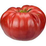 Light Red Giant Tomato Solanum lycopersicum for planting in urban garden