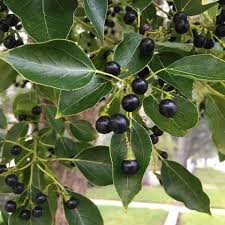 Cinnamomum camphora camphor tree seeds