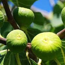 Kodota Fig Ficus carica seeds for planting in home garden