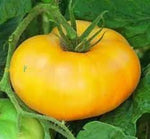 Dark Yellow Huge Tomato Solanum lycopersicum for planting in vegetable patch