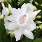White Schlumbergera Flower Planting Seeds for Garden NON GMO Seeds for planting in home garden