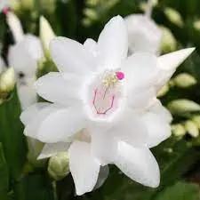 White Schlumbergera Flower Planting Seeds for Garden NON GMO Seeds for planting in home garden