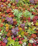 Heirloom Non-GMO Mixed Sedum Flower Seeds for Planting – Colorful Ground Cover Blooming Seeds for planting in your garden.