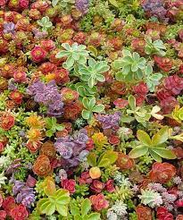 Heirloom Non-GMO Mixed Sedum Flower Seeds for Planting – Colorful Ground Cover Blooming Seeds for planting in your garden.