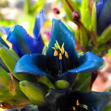Blue Puya Alpestris Heirloom Non-GMO Plant Seeds – Exotic Flower Seeds for Garden Planting seeds for planting in home garden