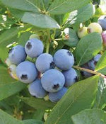 Jewel blueberries fruit seeds