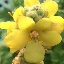Yellow Verbascum Thapsus Flower Seeds - 100 pcs for planting in your garden.