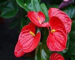 Red Anthurium Flower Seeds for Planting - Heirloom and Non-GMO garden seeds for planting in home garden