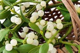 Oak mistletoe fruit seeds