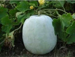 Ash Gourd Benincasa hispida seeds for backyard planting