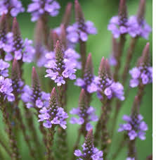 Organic Heirloom Non-GMO Blue Verbena Hastata Seeds for Planting – Pollinator Blooms for planting in your garden.