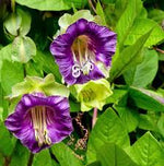 Cathedral Bells Cobaea Scandens Climber Purple Hummingbird Flower Seeds for Planting - 100 pcs for planting in your garden.