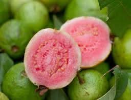 Ruby supreme guava Psidium guajava seeds for tropical garden