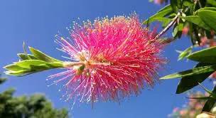 Pink Brush Callistemon Planting Seeds for Garden NON GMO Seeds for planting in home garden