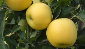 Opal yellow apple fruit seeds