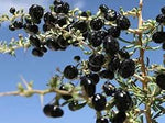 Black Goji Berry Lycium barbarum seeds for planting in home garden