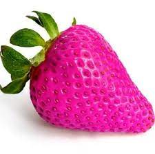 Pink Strawberry Fragaria x ananassa seeds for planting in home garden
