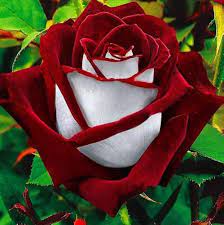 Rare Deep Red and White Osiria Ruby Rose Flower Seeds Non-GMO Heirloom Garden Seeds for Planting seeds for planting in home garden