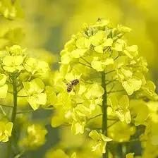 Yellow Edible Rape Flower Seeds for Planting - NON GMO Seeds for planting in home garden
