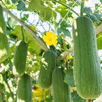 Green Brown Luffa Esmeralda Seeds Scientific Name Placeholder for planting in home garden